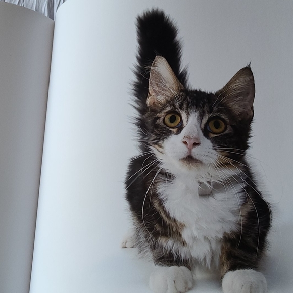 Book "Shelter Cats" by Michael Kloth - Picture 8 of 12